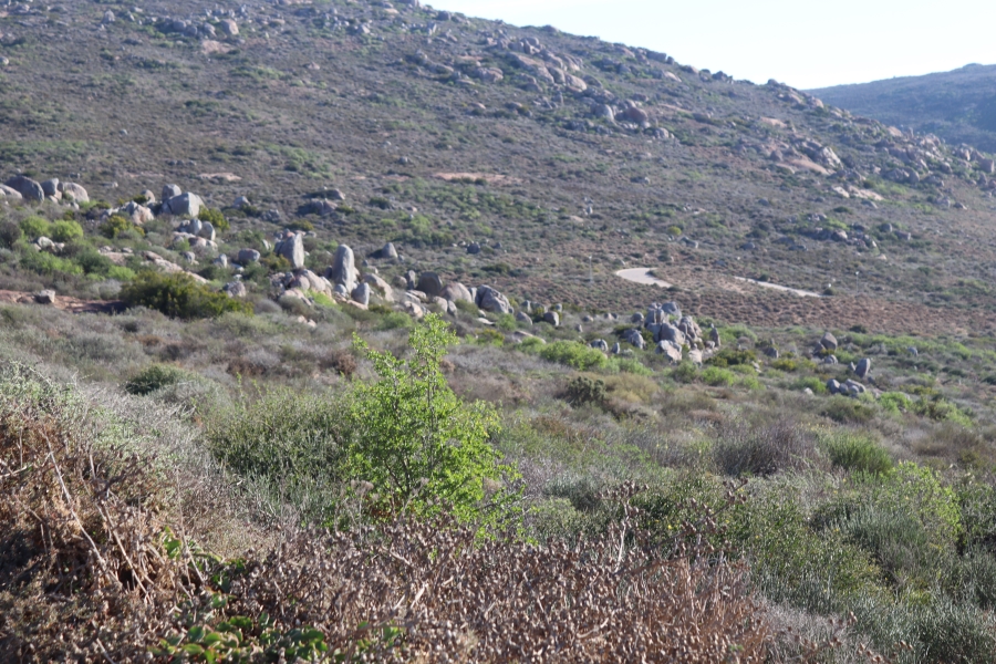 0 Bedroom Property for Sale in Steenbergs Cove Western Cape